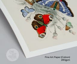 Butterfly Wall Art Print, 7 Species by Oliver Goldsmith 1820, Vintage Insect Illustration, Botanical Nature Decor, Giclée Fine Art Print 3