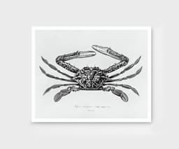 Vintage Crab Illustration Print, Charles D'Orbigny Marine Art, Black White Coastal Decor 10