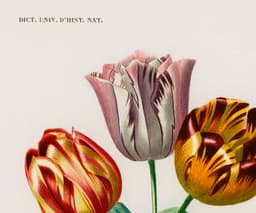 Vintage Tulipa Botanical Wall Art, Charles D'Orbigny Floral Print (Giclée) 2