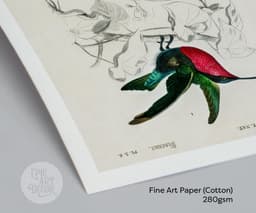 Hummingbird wall art print, vintage colibri illustration, tropical bird decor, charles d'orbigny french encyclopedia, giclée fine art print 9