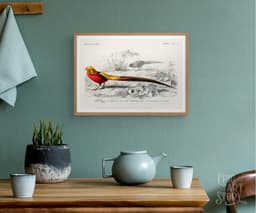 Bird wall art print, vintage faisan doré golden pheasant, charles d'orbigny french encyclopedia, tropical bird decor, giclée fine art print 6
