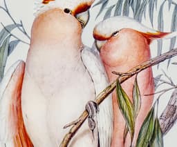 Bird Wall Art Print, Cockatoo Vintage Print for Garden Lovers, Housewarming Gift, Wildlife Illustration 3