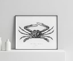 Vintage Crab Illustration Print, Charles D'Orbigny Marine Art, Black White Coastal Decor 1