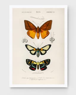 Vintage Butterfly Print, Charles Dessalines D'Orbigny Scientific Illustration, Exotic Insect Decor (Giclée Print) 7