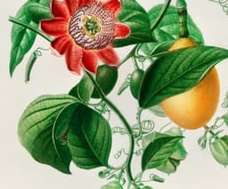 Botanical Wall Art Print, Passiflora Passion Fruit Flower, Vintage Floral Decor, Kitchen Art, Giclée 10