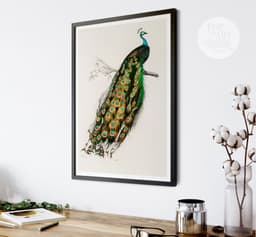 Vintage Peacock Art Print, Charles Dessalines D'Orbigny Illustration, Exotic Bird Botanical Giclée 8