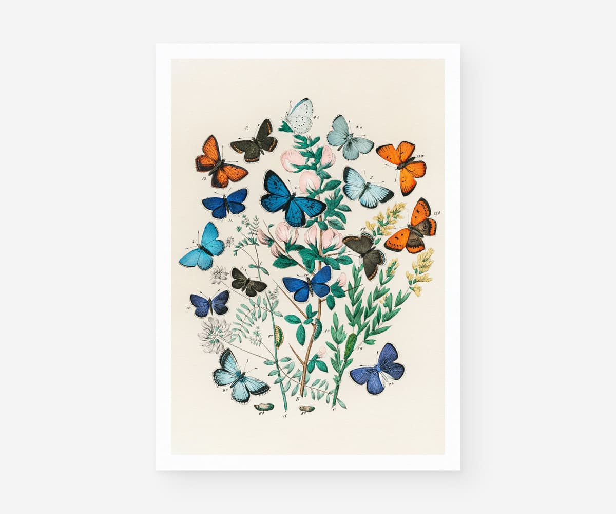 Vintage Butterfly Wall Art Print, European Butterflies Botanical Illustration, Nature Decor, Living Room, Fine Art Print