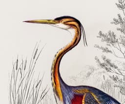 Heron Wall Art Print, Vintage Purple Heron Illustration, Charles Dessalines D'Orbigny 1892, Coastal Bird Decor, Giclée Fine Art Print 2