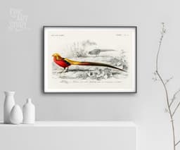 Bird wall art print, vintage faisan doré golden pheasant, charles d'orbigny french encyclopedia, tropical bird decor, giclée fine art print 4
