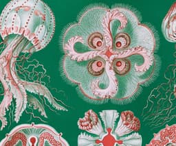 Jellyfish Wall Art Print, Vintage Ernst Haeckel Illustration, Ocean Marine Decor, Coastal Wall Art, Bathroom Art, Giclée Fine Art Print 10