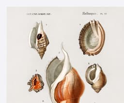Vintage Mollusques Seashell Print, D'Orbigny Marine Illustration, Coastal Giclée Art 2