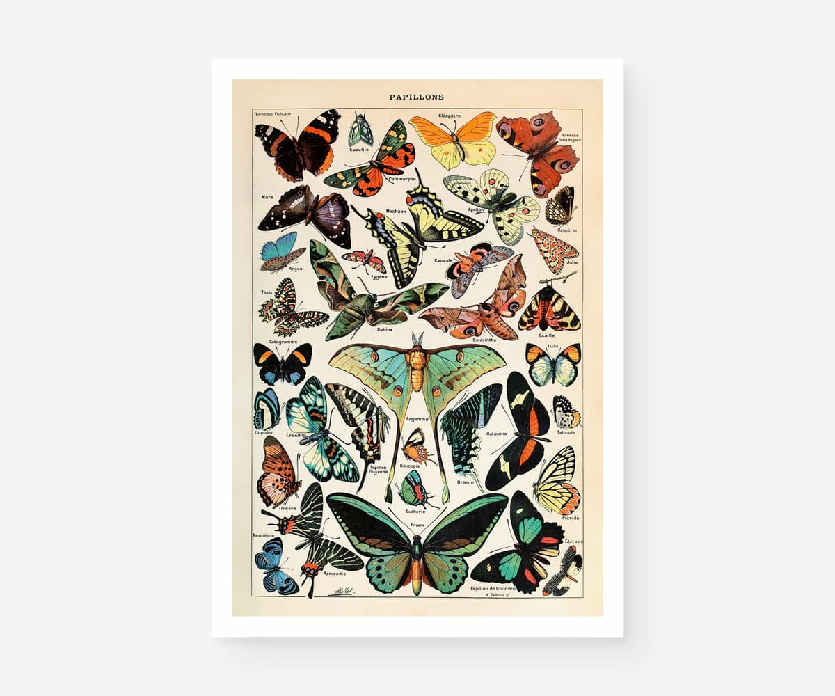 Vintage Butterfly Botanical Print, Adolphe Millot, Educational Poster Chart, Classroom Decor