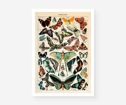 Vintage Butterfly Botanical Print, Adolphe Millot, Educational Poster Chart, Classroom Decor 1