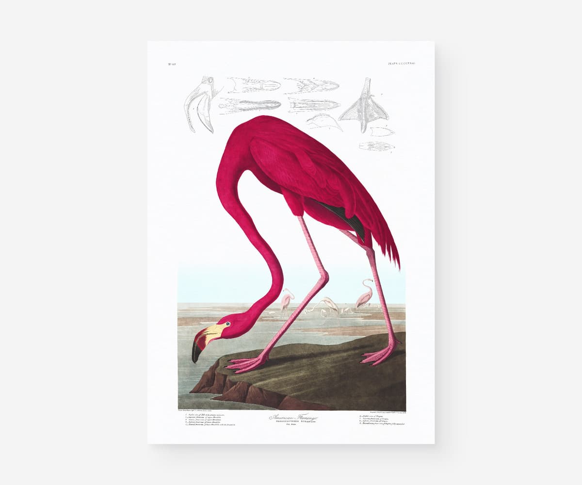 Pink Flamingo Print, Audubon Birds of America Illustration, Vintage Botanical Print for Wall