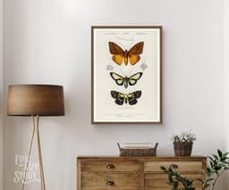 Vintage Butterfly Print, Charles Dessalines D'Orbigny Scientific Illustration, Exotic Insect Decor (Giclée Print) 6