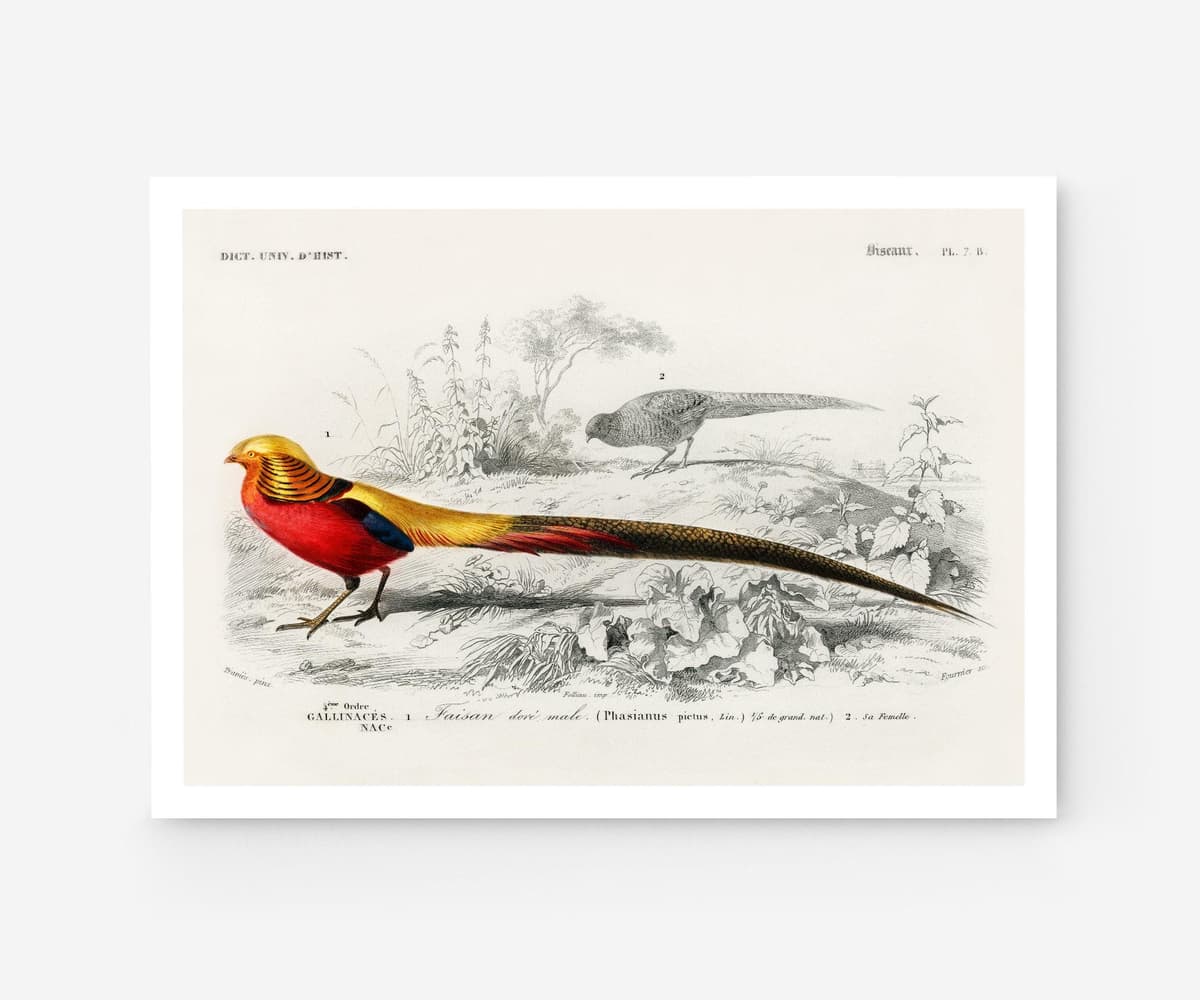 Bird wall art print, vintage faisan doré golden pheasant, charles d'orbigny french encyclopedia, tropical bird decor, giclée fine art print