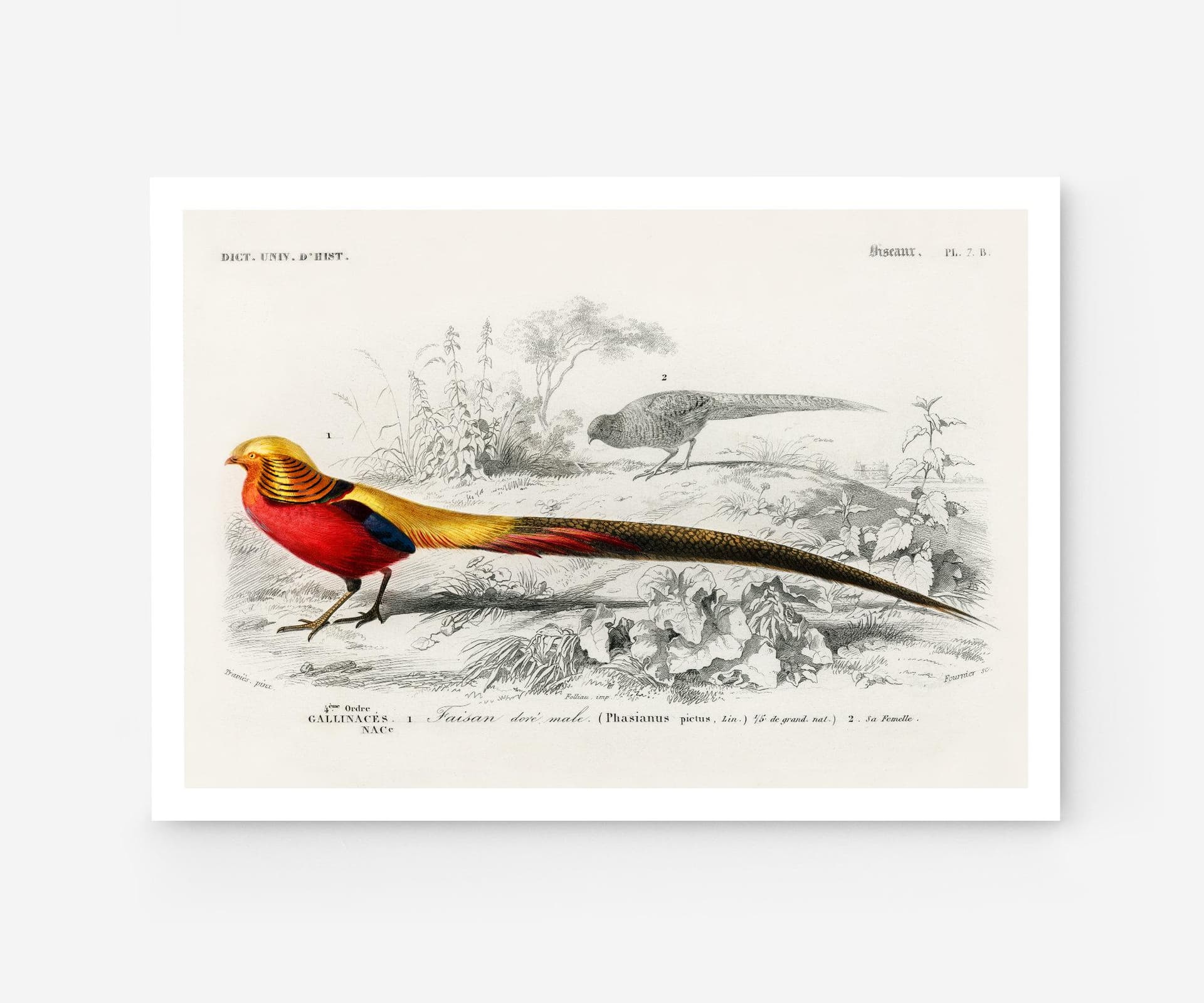 Bird wall art print, vintage faisan doré golden pheasant, charles d'orbigny french encyclopedia, tropical bird decor, giclée fine art print
