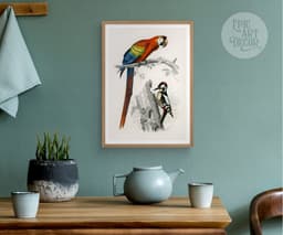 Vintage Bird Print, Red Macaw and Woodpecker, Charles D'Orbigny Colorful Tropical Parrot, Wall Art 6