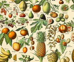 Vintage Fruit Botanical Print, Adolphe Millot Illustration, Kitchen Wall Art (Giclée) 2