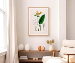 Bird of Paradise Flower Wall Art Print, Vintage Botanical Flower by D'Orbigny 8