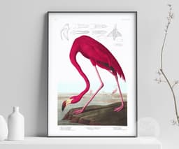 Pink Flamingo Print, Audubon Birds of America Illustration, Vintage Botanical Print for Wall 3