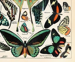 Vintage Butterfly Botanical Print, Adolphe Millot, Educational Poster Chart, Classroom Decor 3