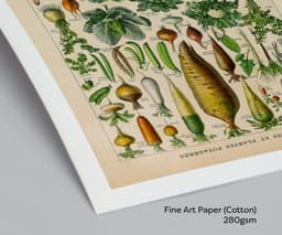 Vintage Botanical Print, Adolphe Millot Vegetables, Kitchen Decor Fine Art 3