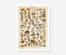 Mushroom Wall Art Print, Vintage Champignons Illustration, Adolphe Millot Fungi Poster, Kitchen Decor, Botanical Art, Giclée Fine Art Print 2