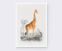 Giraffe Wall Art Print, Vintage Wildlife Illustration, Safari Animal Wall Art, Natural History Decor, Giclée Fine Art Print 1