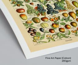 Vintage Fruit Botanical Print, Adolphe Millot Illustration, Kitchen Wall Art (Giclée) 4
