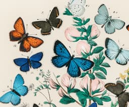 Vintage Butterfly Wall Art Print, European Butterflies Botanical Illustration, Nature Decor, Living Room, Fine Art Print 2