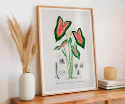 Elephant Ear Plant Print, D'Orbigny Vintage Botanical Flower, Vintage Foliage Art, Tropical Wall Decor, Floral Wall Art 4