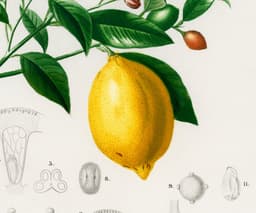 Vintage Lemon Botanical Print, Citrus Wall Art, Yellow Kitchen Decor (Giclée Paper) 2