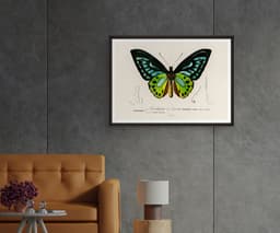 Butterfly Wall Art Print, Ornithoptère de Durville, Charles Dessalines D'Orbigny, Exotic Insect Decor, Botanical Art, Giclée Fine Art Print 7