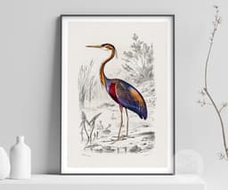 Heron Wall Art Print, Vintage Purple Heron Illustration, Charles Dessalines D'Orbigny 1892, Coastal Bird Decor, Giclée Fine Art Print 4
