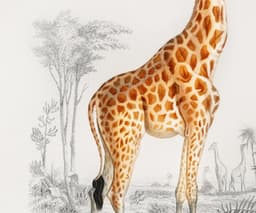 Giraffe Wall Art Print, Vintage Wildlife Illustration, Safari Animal Wall Art, Natural History Decor, Giclée Fine Art Print 4