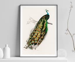 Vintage Peacock Art Print, Charles Dessalines D'Orbigny Illustration, Exotic Bird Botanical Giclée 4