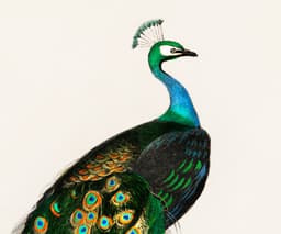 Vintage Peacock Art Print, Charles Dessalines D'Orbigny Illustration, Exotic Bird Botanical Giclée 2