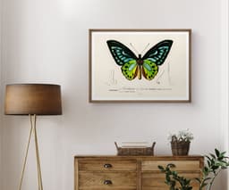 Butterfly Wall Art Print, Ornithoptère de Durville, Charles Dessalines D'Orbigny, Exotic Insect Decor, Botanical Art, Giclée Fine Art Print 5