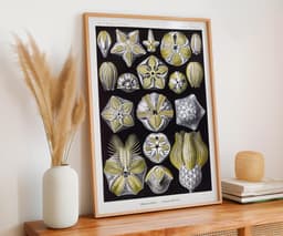 Starfish Wall Art Print, Vintage Ernst Haeckel Illustration, Ocean Marine Decor, Coastal Wall Art, Bathroom Art, Giclée Fine Art Print 3