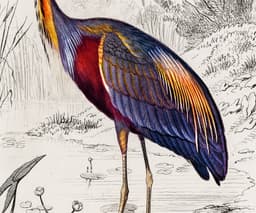 Heron Wall Art Print, Vintage Purple Heron Illustration, Charles Dessalines D'Orbigny 1892, Coastal Bird Decor, Giclée Fine Art Print 3