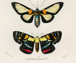 Vintage Butterfly Print, Charles Dessalines D'Orbigny Scientific Illustration, Exotic Insect Decor (Giclée Print) 3