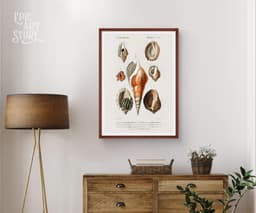 Vintage Mollusques Seashell Print, D'Orbigny Marine Illustration, Coastal Giclée Art 6