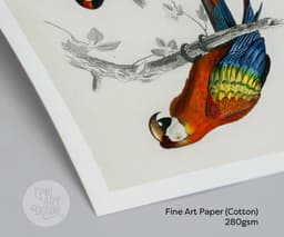 Vintage Bird Print, Red Macaw and Woodpecker, Charles D'Orbigny Colorful Tropical Parrot, Wall Art 9