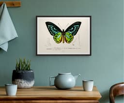 Butterfly Wall Art Print, Ornithoptère de Durville, Charles Dessalines D'Orbigny, Exotic Insect Decor, Botanical Art, Giclée Fine Art Print 6