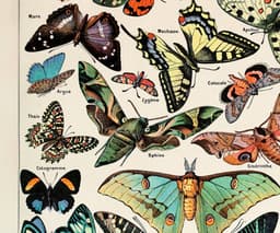 Vintage Butterfly Botanical Print, Adolphe Millot, Educational Poster Chart, Classroom Decor 2