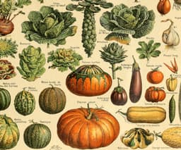 Vintage Botanical Print, Adolphe Millot Vegetables, Kitchen Decor Fine Art 2