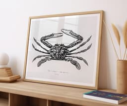 Vintage Crab Illustration Print, Charles D'Orbigny Marine Art, Black White Coastal Decor 3