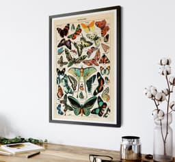 Vintage Butterfly Botanical Print, Adolphe Millot, Educational Poster Chart, Classroom Decor 6