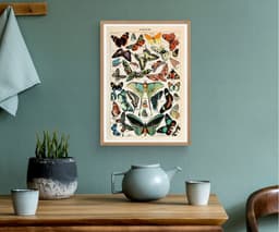 Vintage Butterfly Botanical Print, Adolphe Millot, Educational Poster Chart, Classroom Decor 8